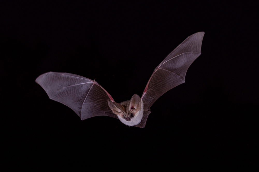 Un pipistrello