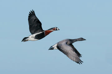 Red-breasted geese - © Jason Crook/Shutterstock 