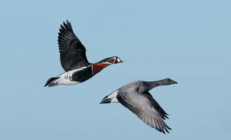 Red-breasted geese - © Jason Crook/Shutterstock 