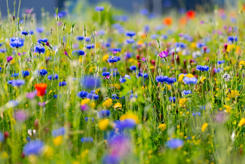 Cvijeće - © ON-Photography Germany/Shutterstock