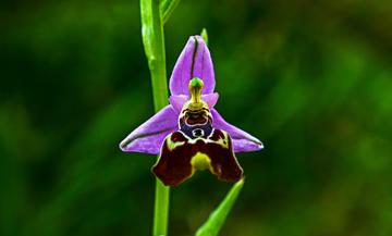 Orchidea selvatica a Rodi, Grecia © Alexandros Louizidis/Shutterstock