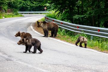 Romania, Carpazi, orsi che attraversano la strada © hecke61/Shutterstock