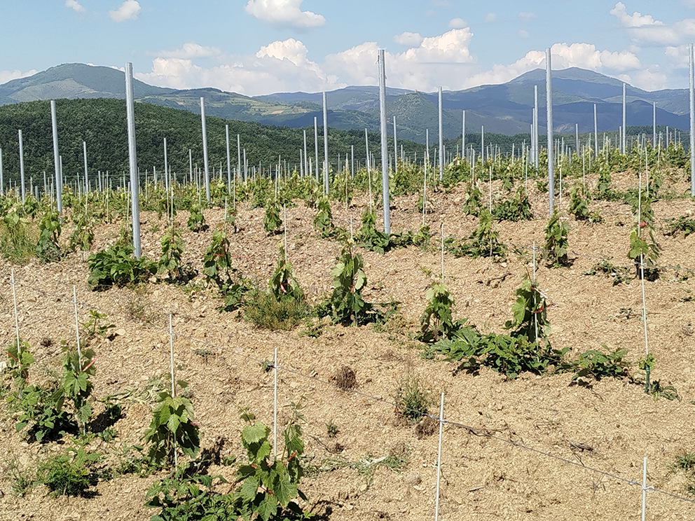 Vinarija Čokot a Župa, Serbia - Foto gentilmente concessa da Radovan Đorđević