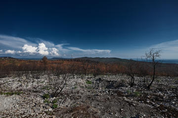 Dopo un incendio nel Carso sloveno - Melodia plus/Shutterstock