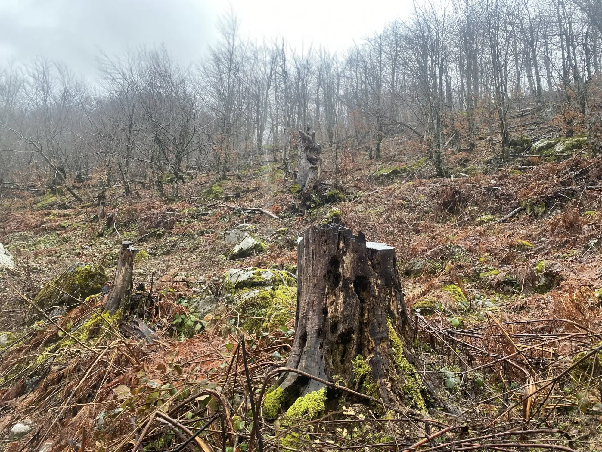 Freshly cut logs in the forest of Vrane and Madhe village. Photo by Elona Elezi Freshly cut logs in the forest of Vrane and Madhe village. Photo by Elona Elezi