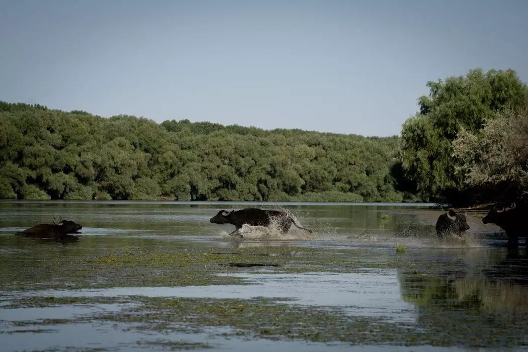 Photo Andreea Câmpeanu Photo Andreea Câmpeanu