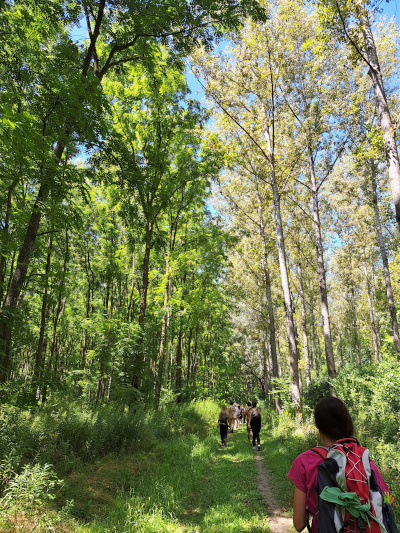 Foresta di Gemenc_Foto Ilaria C. Restifo Foresta di Gemenc_Foto Ilaria C. Restifo